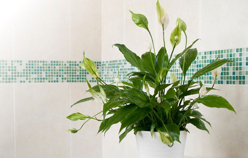 How to choose the right plant for your bathroom
