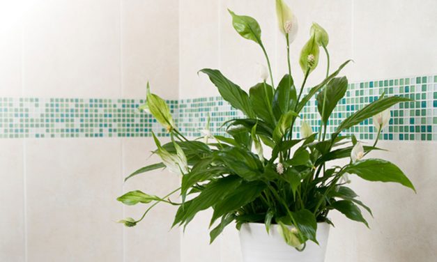 How to choose the right plant for your bathroom