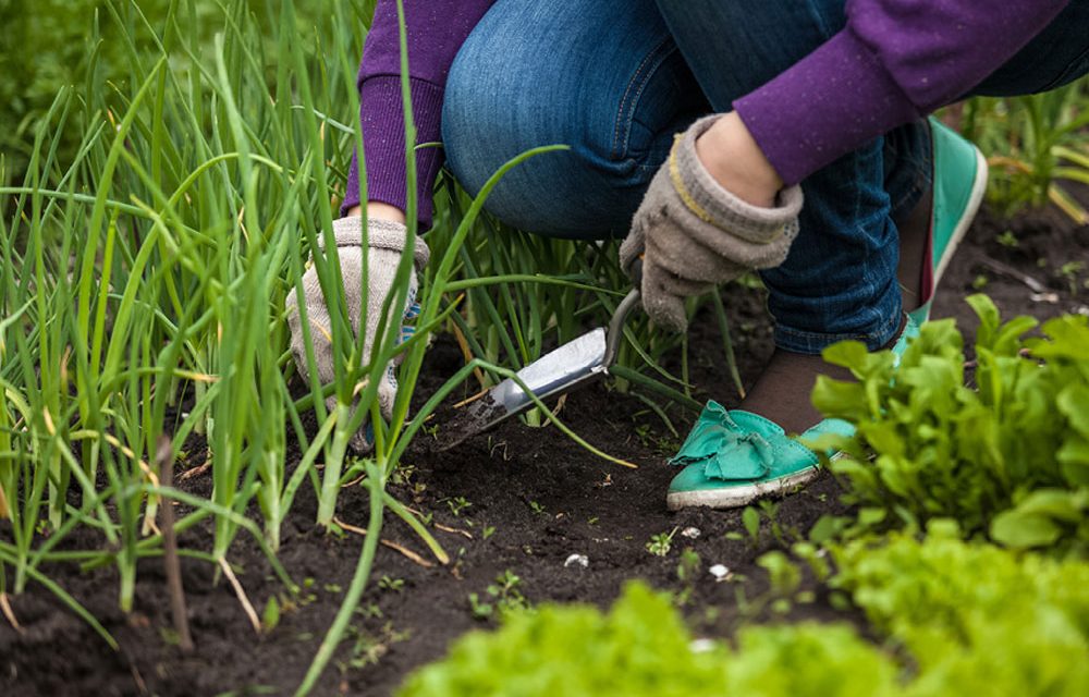 How to prepare your flowerbeds for spring