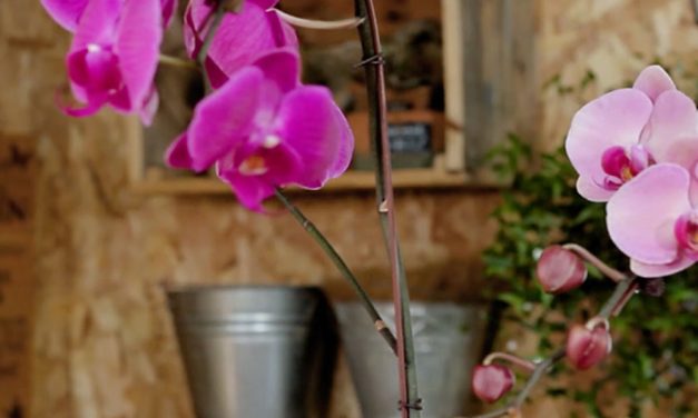 How to Maintain Orchids