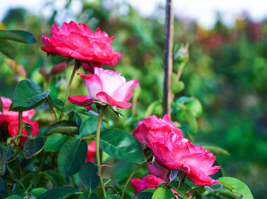 How to maintain a beautiful rose garden