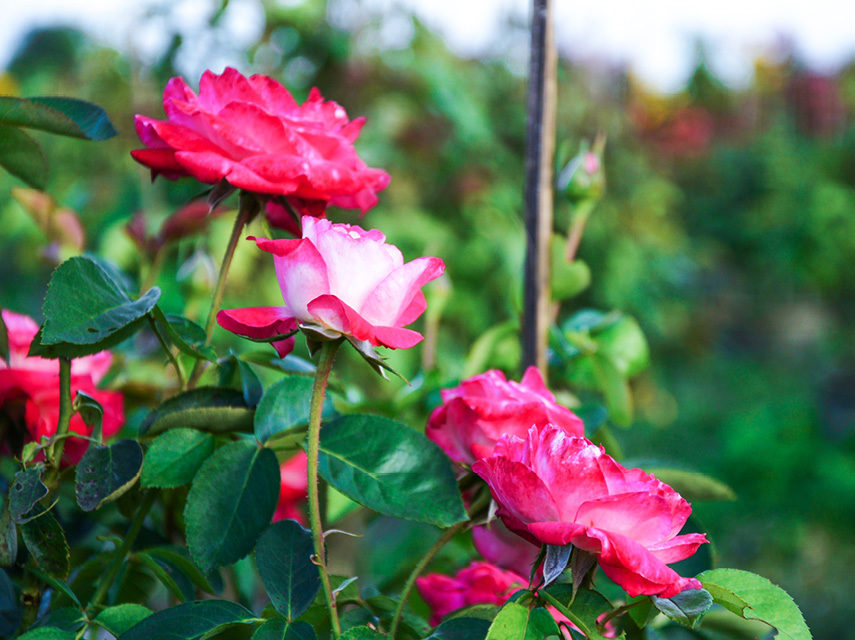 beautiful rose gardens