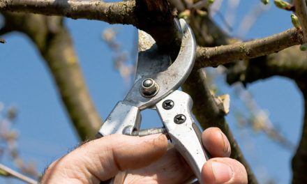 Your guide to winter pruning