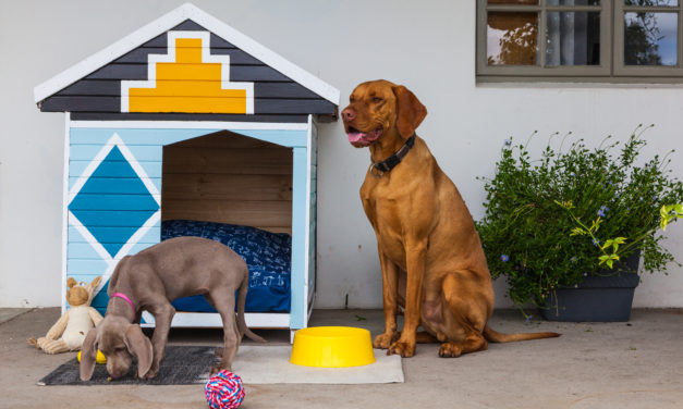 How to make an ndebele dog kennel