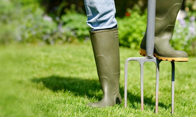 How to maintain a luscious green lawn