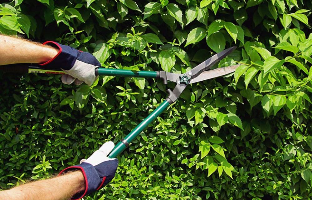 How to prune trees and shrubs