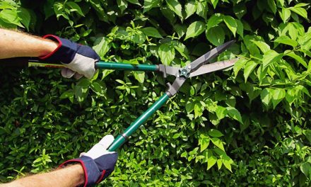 How to prune trees and shrubs