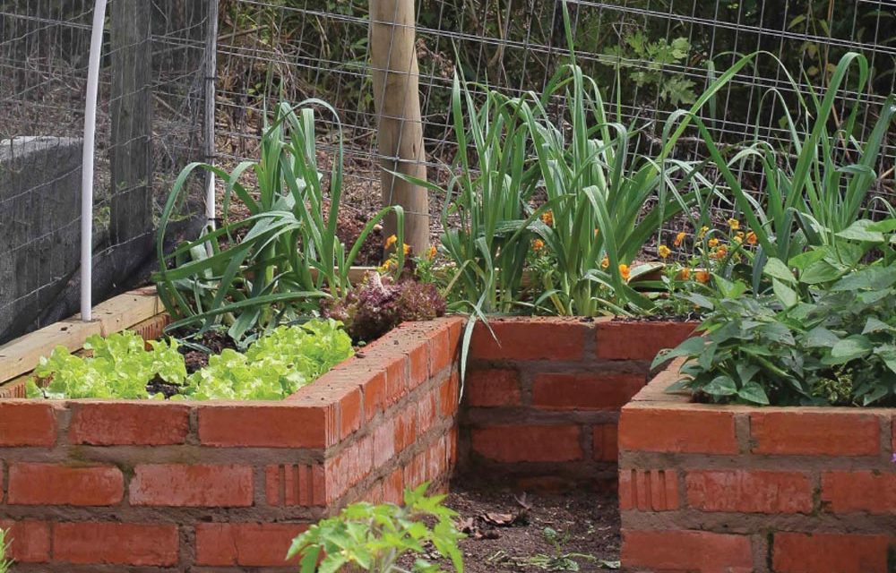 How to create a raised veggie garden