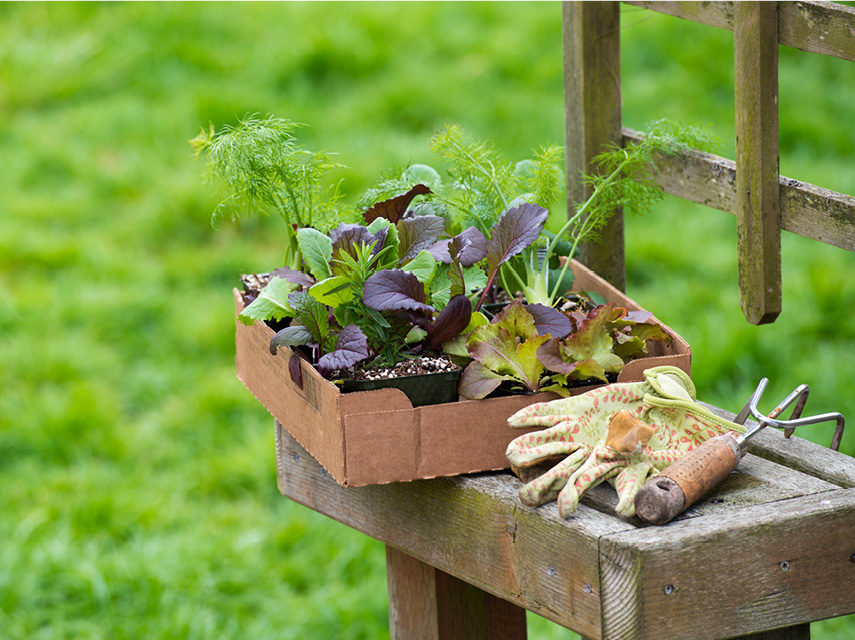 How to plant and care for lettuce at home