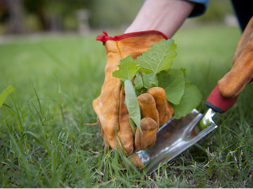 How to banish garden pests and weeds