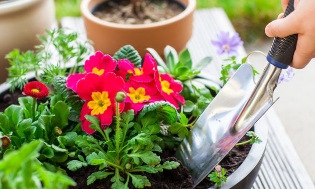 What to plant in Spring