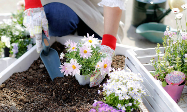 How to plant a plant in your garden