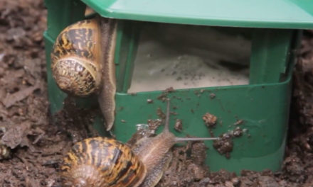 Product Review: Eco snail and slug trap in your garden