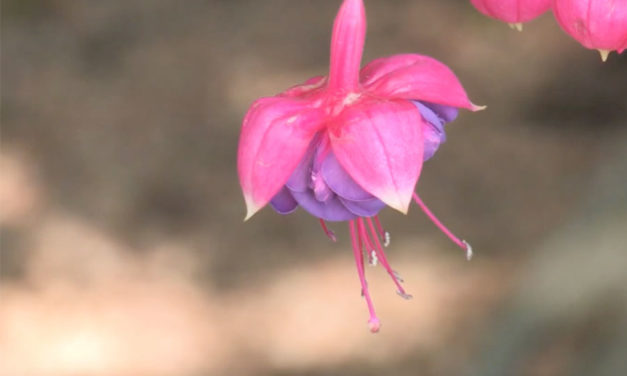 How to Plant Fuchsia Flowers in a Pot