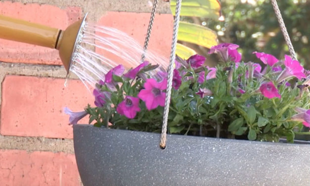How to Plant on a Hanging Basket