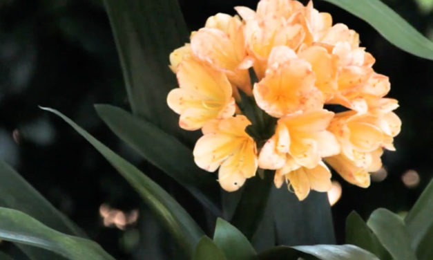 How to Take Care of a Clivia Plant