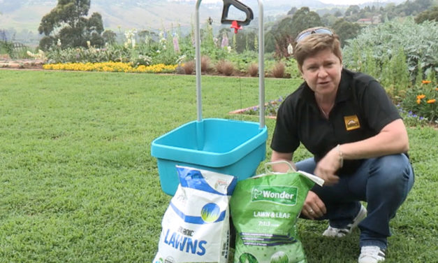 How to feed the lawn in summer