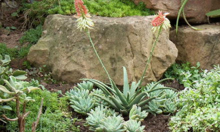 How and why to garden aloes