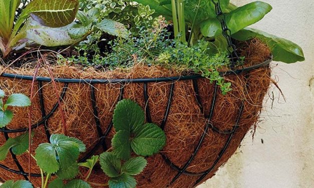 How to plant a mini kitchen garden