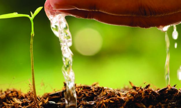 How to conserve water by mulching
