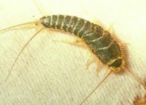How to identify pests at home | DIY Blog