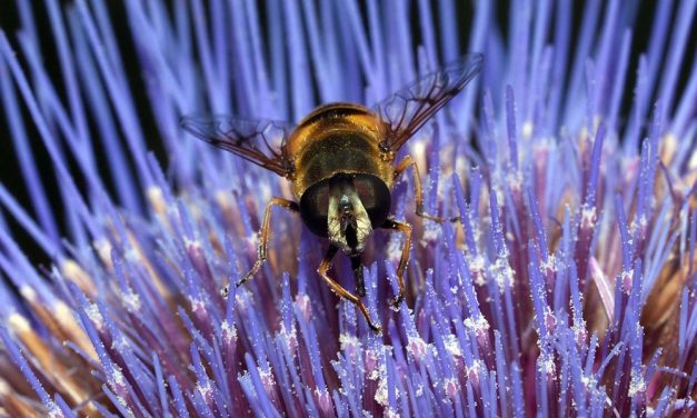 How to make your garden bee-friendly