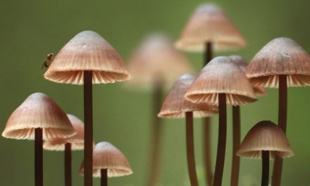 How to identify Fungi