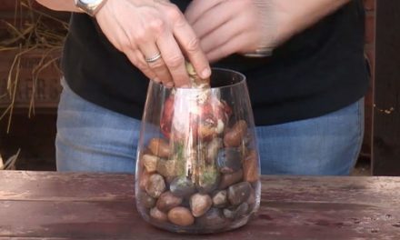 How to grow bulbs in a glass vase