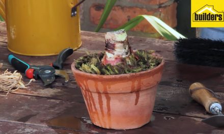 How to plant amaryllis bulbs and care instructions