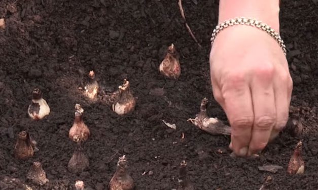 How to plant flower bulbs in the garden