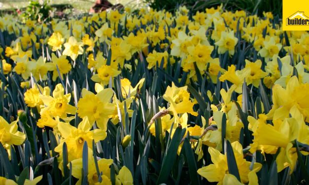 How to plant winter flower bulbs