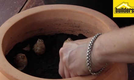 How to grow summer bulbs in pots.