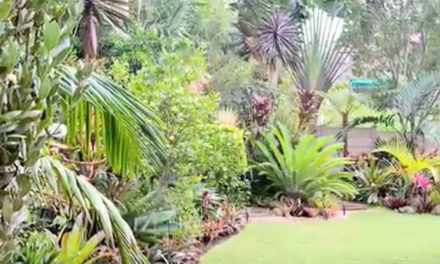 How to create a tropical garden in your home