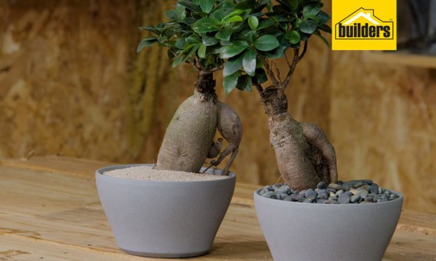 How to take care of a Ginseng Ficus