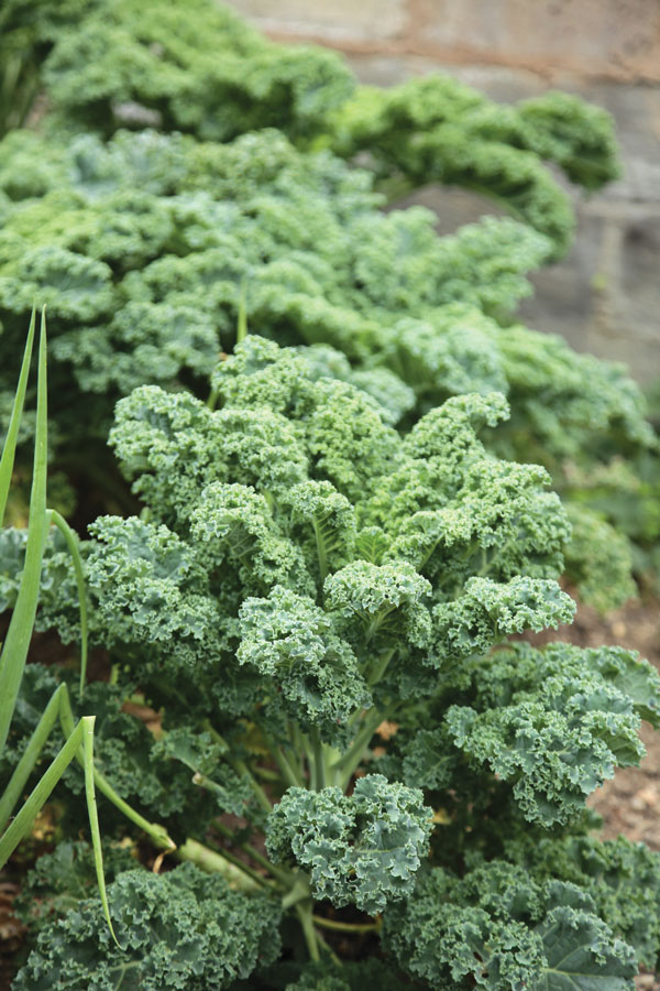 Kale  DIY Blog