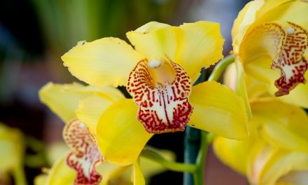 Repotting Orchids