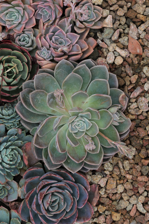 Echeveria Elegans | DIY Blog