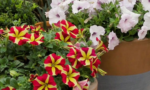 Everything you need to know about petunias