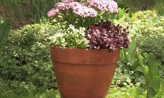 How to plant up a pot
