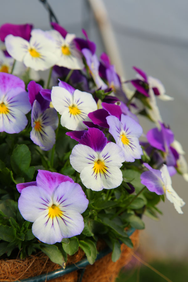 Pansies To Brighten Winter Gardens Diy Blog