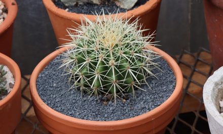 Repotting a Cactus