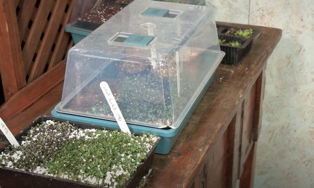 How to germinate seeds using a mini Green House