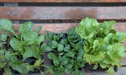 How to sow and grow 3 green leafy veg