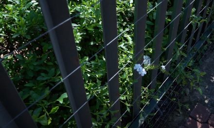 Monthly Inspections – Perimeter Fencing