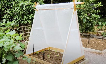 Beat Frost & Save Your Plants With This Frost Protection DIY