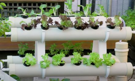 DIY | How To Build Your Own Hydroponics System