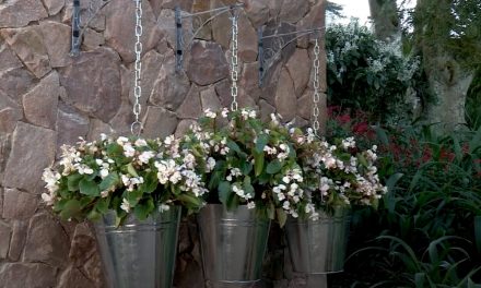 Create A Wall-Mounted Gardening Focal Point With Galvanised Buckets