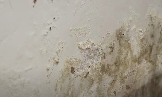 Stop Damp Coming Through Your Walls With Dampseal
