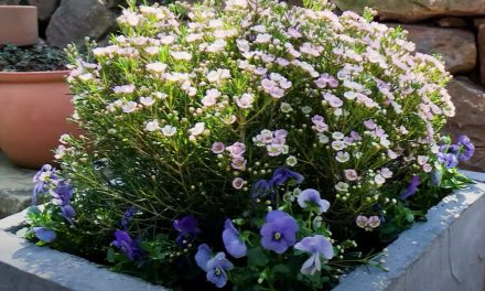 Transform Your Garden With This DIY Pavers Flower Pot