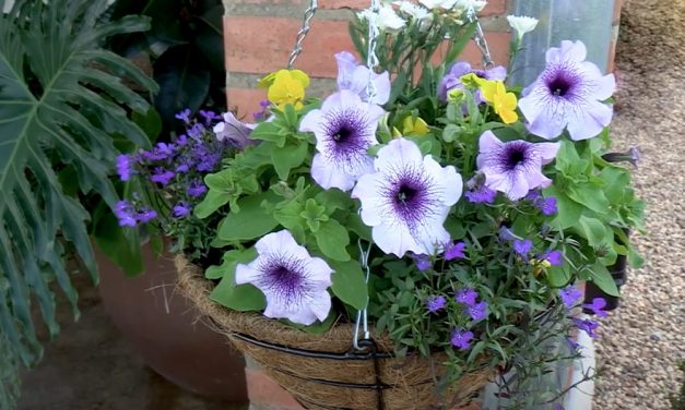 How To Succeed With Hanging Baskets